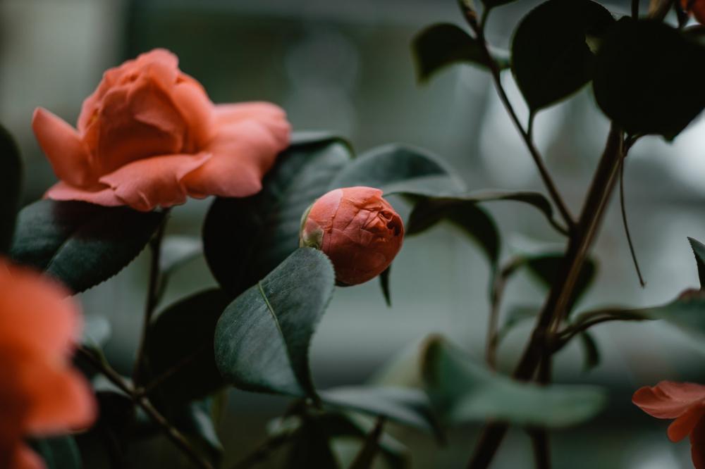 Rose Bud Photo Rose Bud Photo