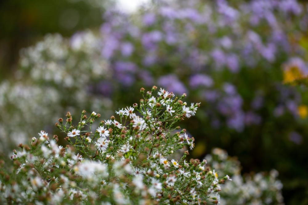Small Flowers Background Small Flowers Background