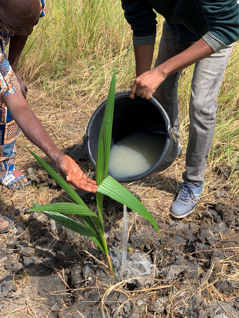 people, men, plant, buckets of water, garden, work, environment, flora, vegetal, botanical, gardener people, men, plant, buckets of water, garden, work, environment, flora, vegetal, botanical, gardener