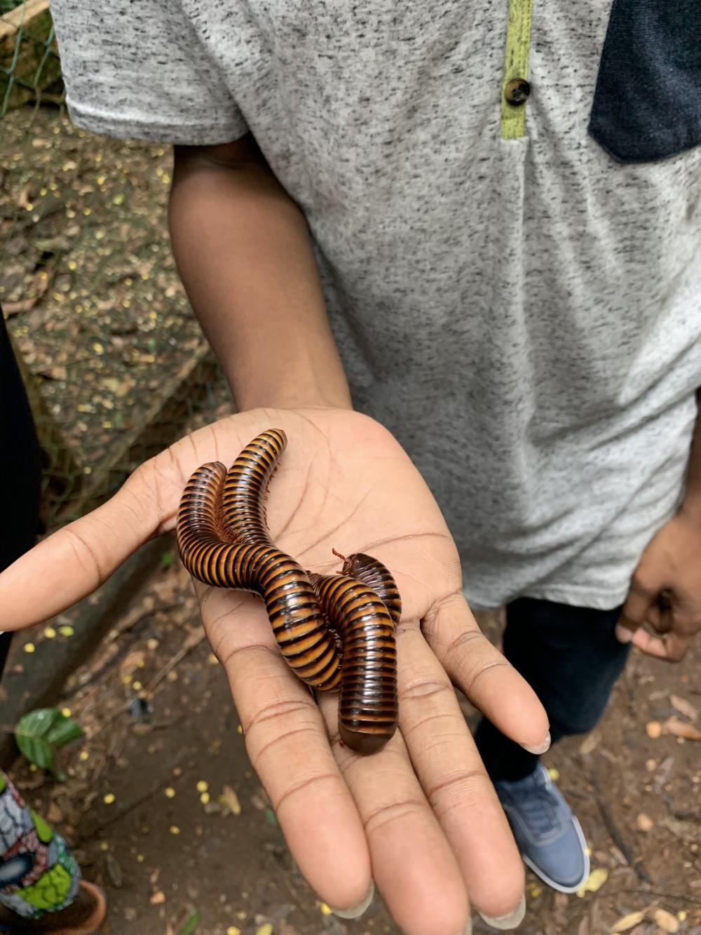 people, man, invertebrate, botanical garden, man, hand, centipede, animal, people, exhibition, discovery, insect, zoology people, man, invertebrate, botanical garden, man, hand, centipede, animal, people, exhibition, discovery, insect, zoology