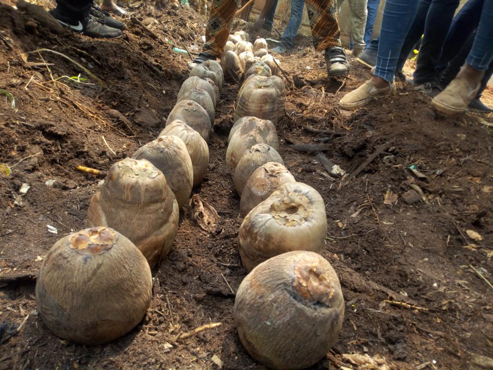 soil, food, nature, farming, environment, agriculture, farm, coconut cultivation, agroecology, compost soil, food, nature, farming, environment, agriculture, farm, coconut cultivation, agroecology, compost