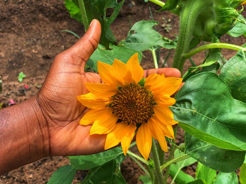 flora, flower, hand, yellow petals, nature, environment flora, flower, hand, yellow petals, nature, environment