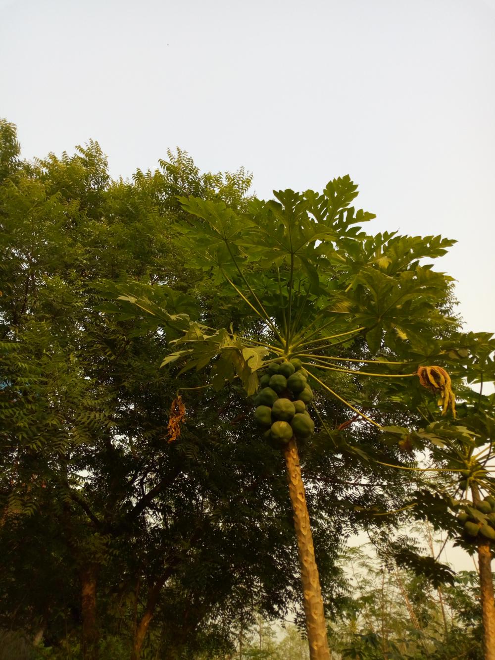 tree, nature, leaf, flora, garden, environment, nature, papaya, farm, field, agroecology, agriculture, vegetal tree, nature, leaf, flora, garden, environment, nature, papaya, farm, field, agroecology, agriculture, vegetal