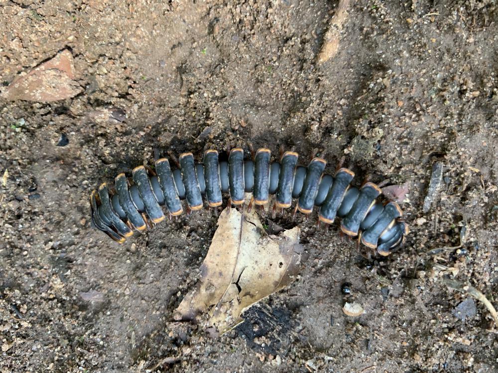 soil, compost, millipede, animal, earth, living being, zoology, botanical garden soil, compost, millipede, animal, earth, living being, zoology, botanical garden