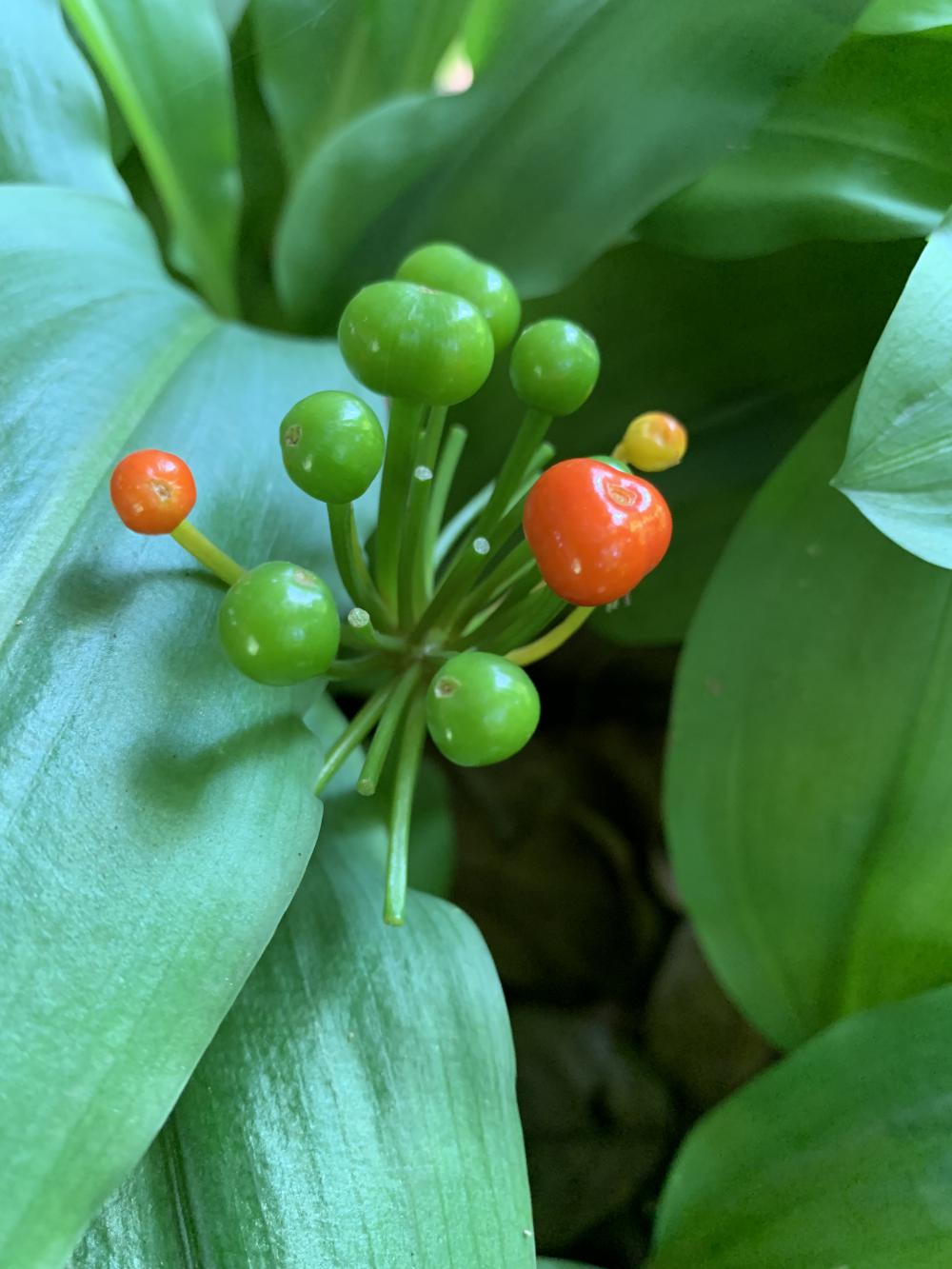 plants, tomato, agriculture, fruit, field, green space, nature, environment, botanical garden plants, tomato, agriculture, fruit, field, green space, nature, environment, botanical garden