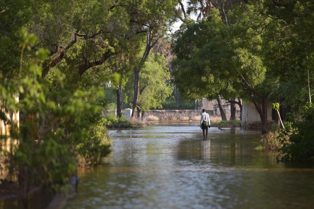 trees, natural disaster, flood, street, weather, landscape trees, natural disaster, flood, street, weather, landscape