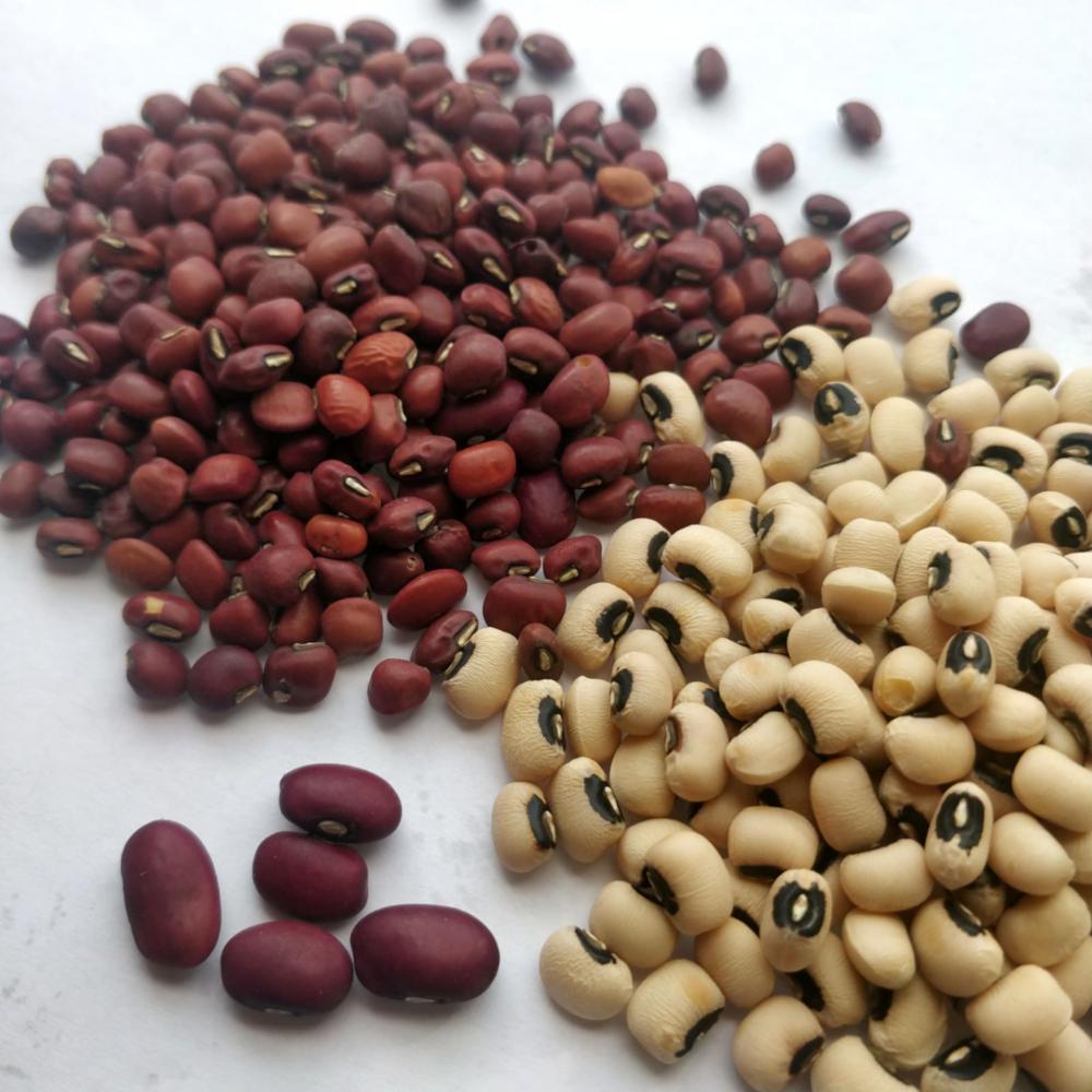 beans, food, nutrition, seed, cereal, diet, red beans, white beans, dolique, kissi, abobo, fechouada, bio, uncooked beans, food, nutrition, seed, cereal, diet, red beans, white beans, dolique, kissi, abobo, fechouada, bio, uncooked