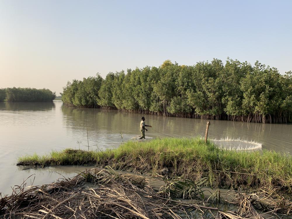 water, lake, river, landscape, nature, mangrove, tree, environment, grass, fisher, work water, lake, river, landscape, nature, mangrove, tree, environment, grass, fisher, work