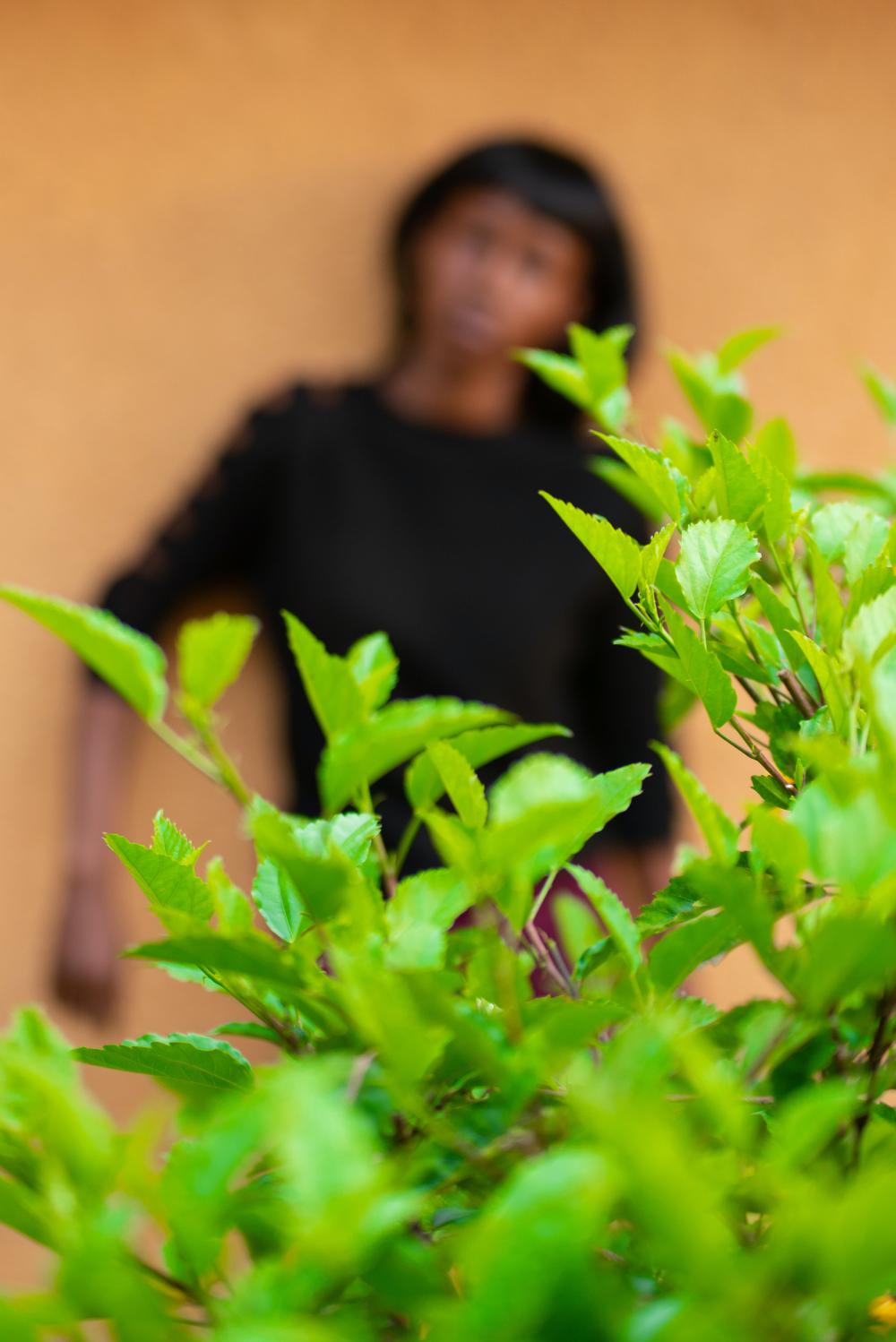 leaf, flora, tree, greenery, garden, blur, people, botanical, environment, nature, plant leaf, flora, tree, greenery, garden, blur, people, botanical, environment, nature, plant