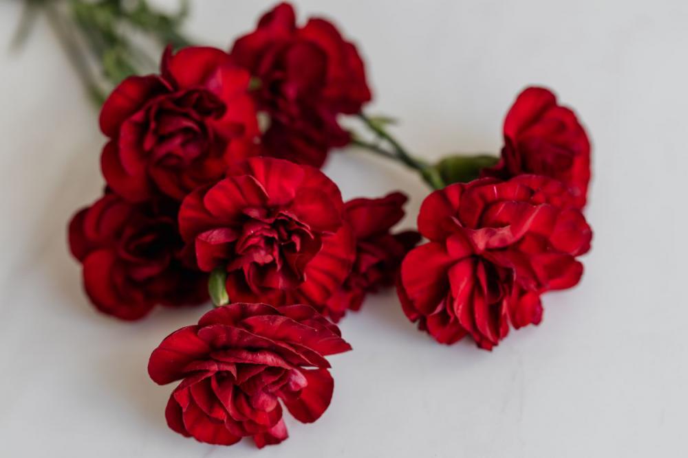Carnation Backgrounds Carnation Backgrounds