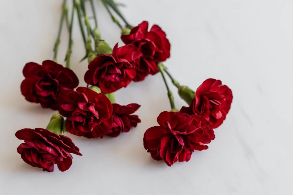Carnation Backgrounds Carnation Backgrounds
