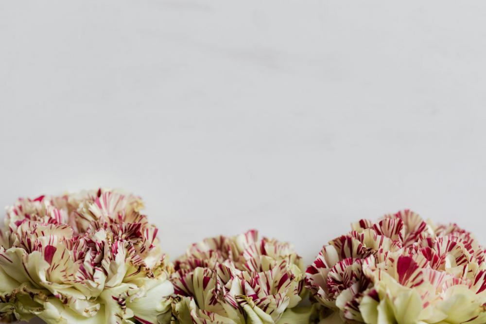 Carnation Backgrounds Carnation Backgrounds