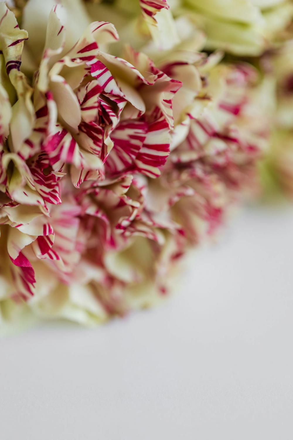 Carnation Backgrounds Carnation Backgrounds