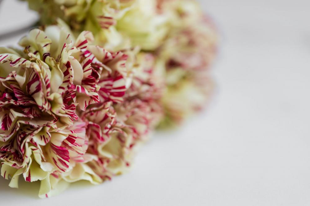 Carnation Backgrounds Carnation Backgrounds
