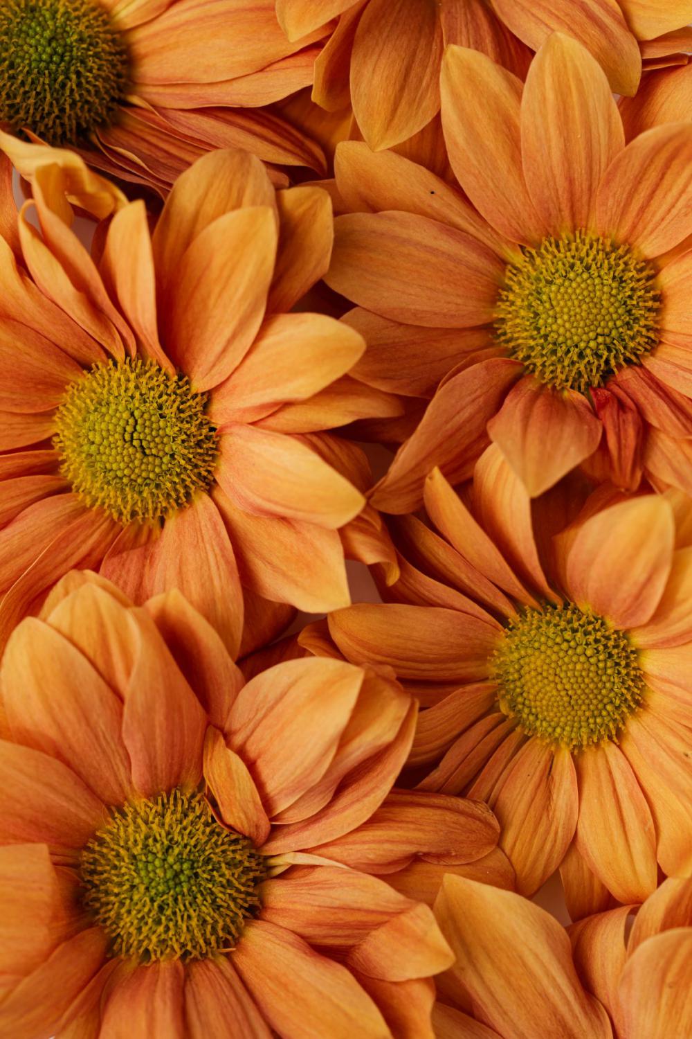 Enbee Wedding Golden - Chrysanthemums Enbee Wedding Golden - Chrysanthemums