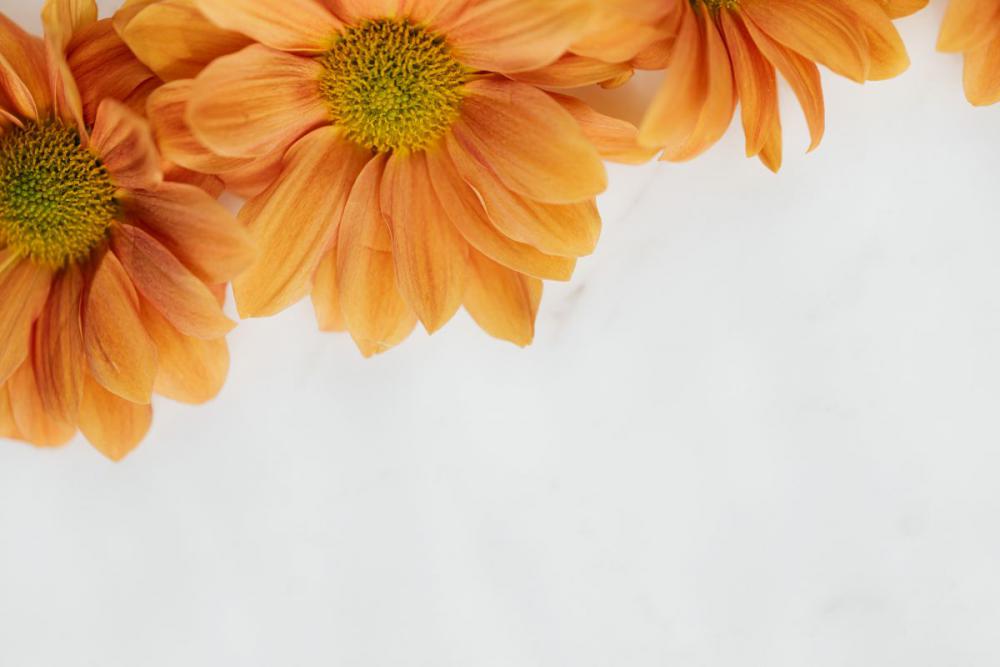 Enbee Wedding Golden - Chrysanthemums Enbee Wedding Golden - Chrysanthemums