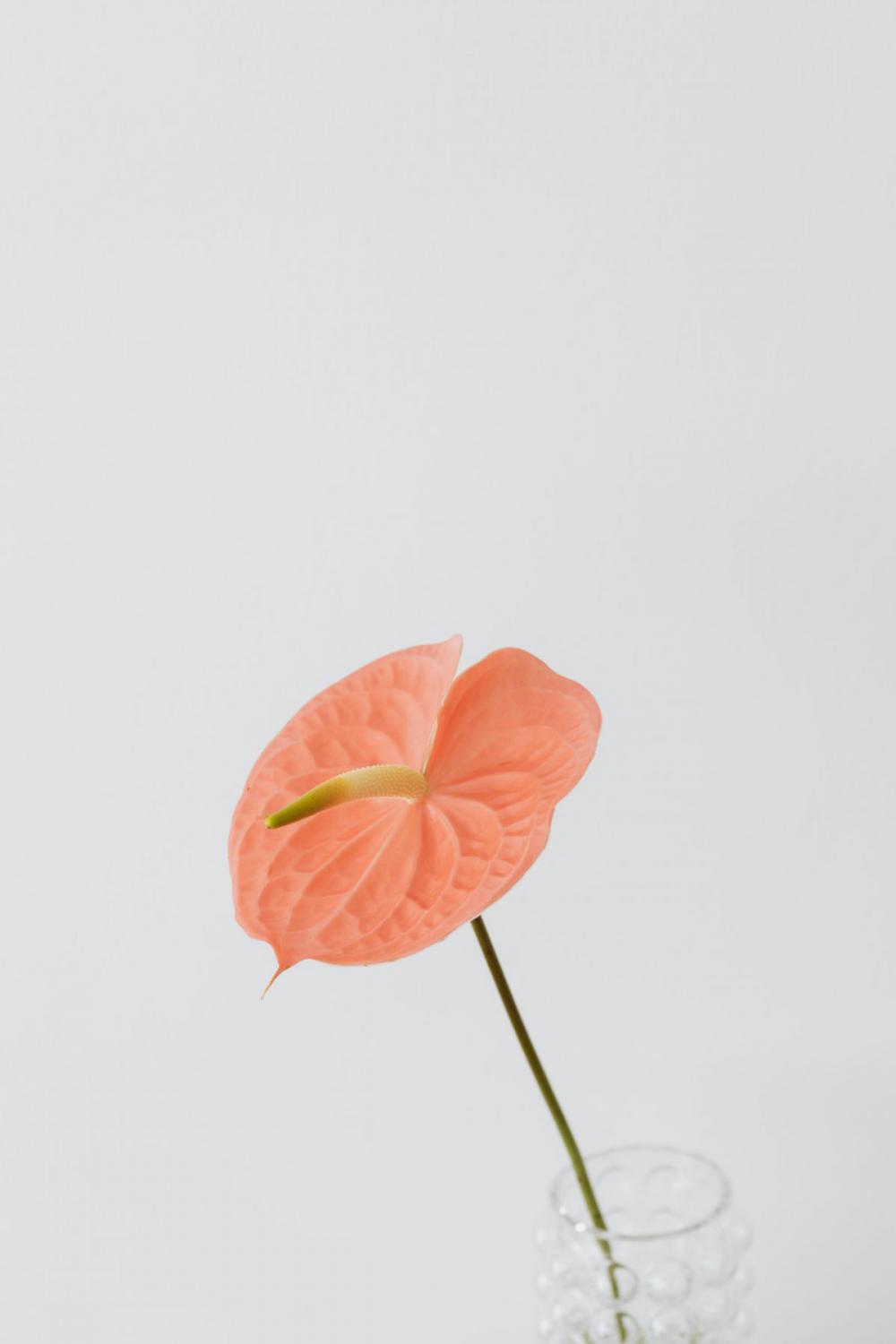 Anthurium Anthurium