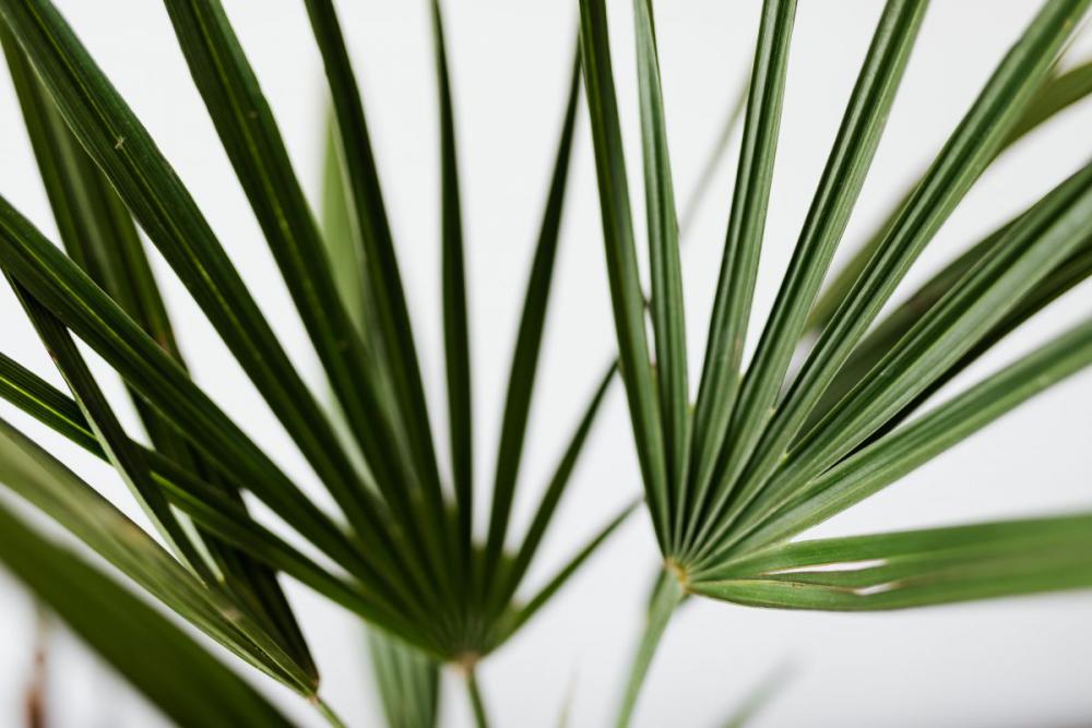 European fan palm European fan palm