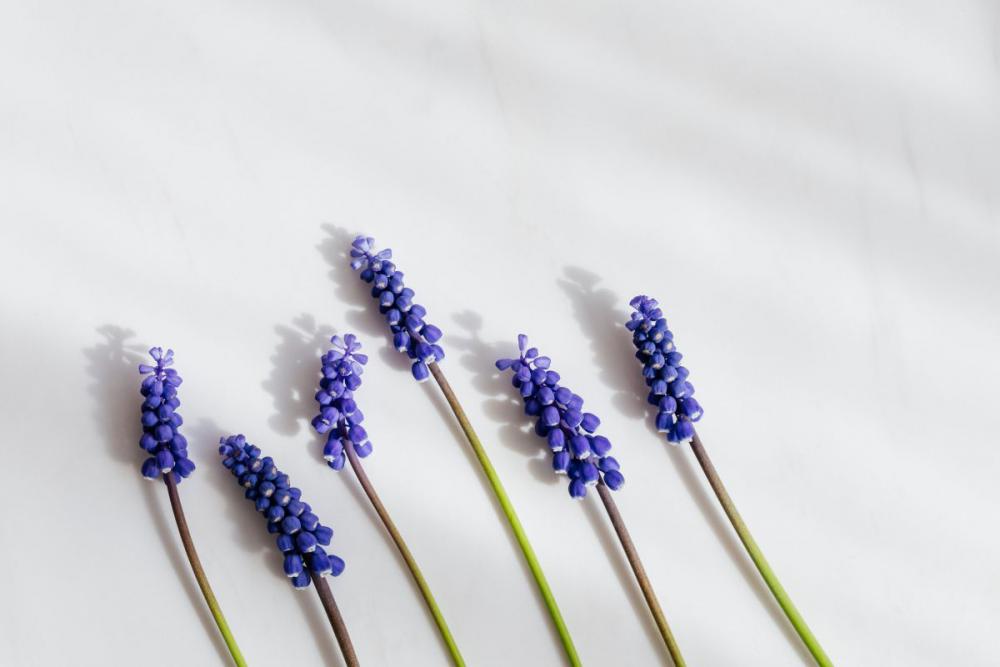 Grape hyacinth flower - Muscari Grape hyacinth flower - Muscari