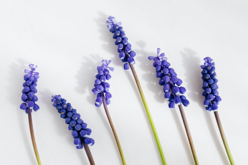 Grape hyacinth flower - Muscari Grape hyacinth flower - Muscari