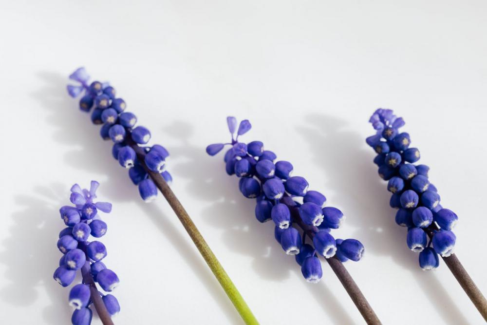 Grape hyacinth flower - Muscari Grape hyacinth flower - Muscari