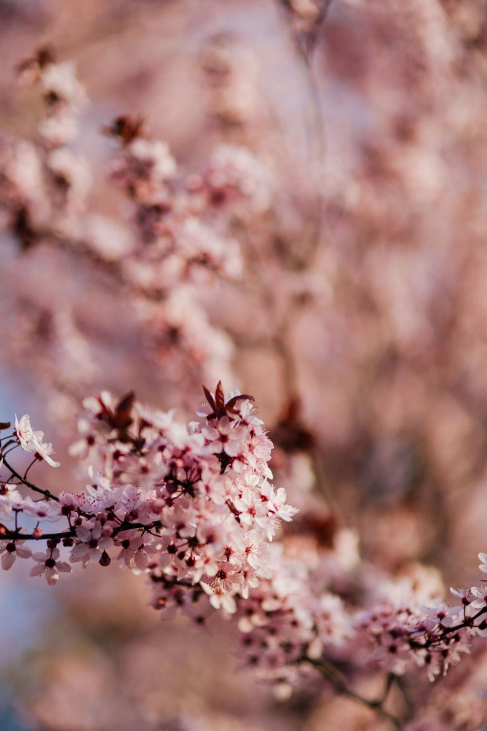 Cherry plum - Prunus cerasifera Cherry plum - Prunus cerasifera