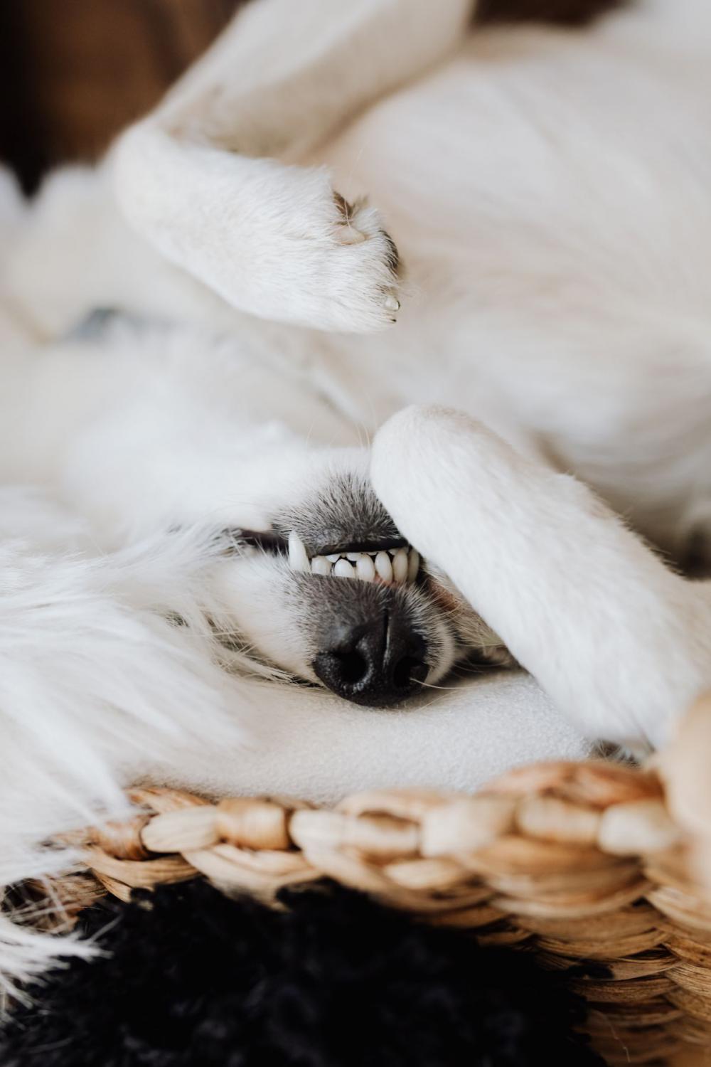Sleepy cute dog Sleepy cute dog