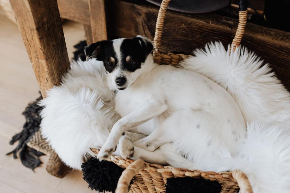 Sleepy cute dog Sleepy cute dog