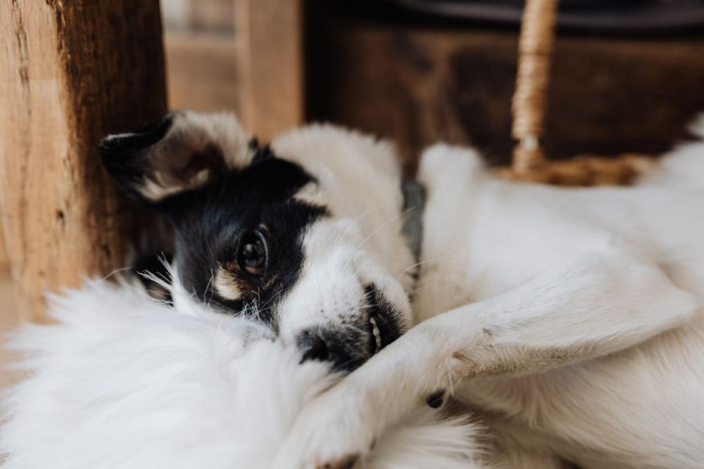 Sleepy cute dog Sleepy cute dog