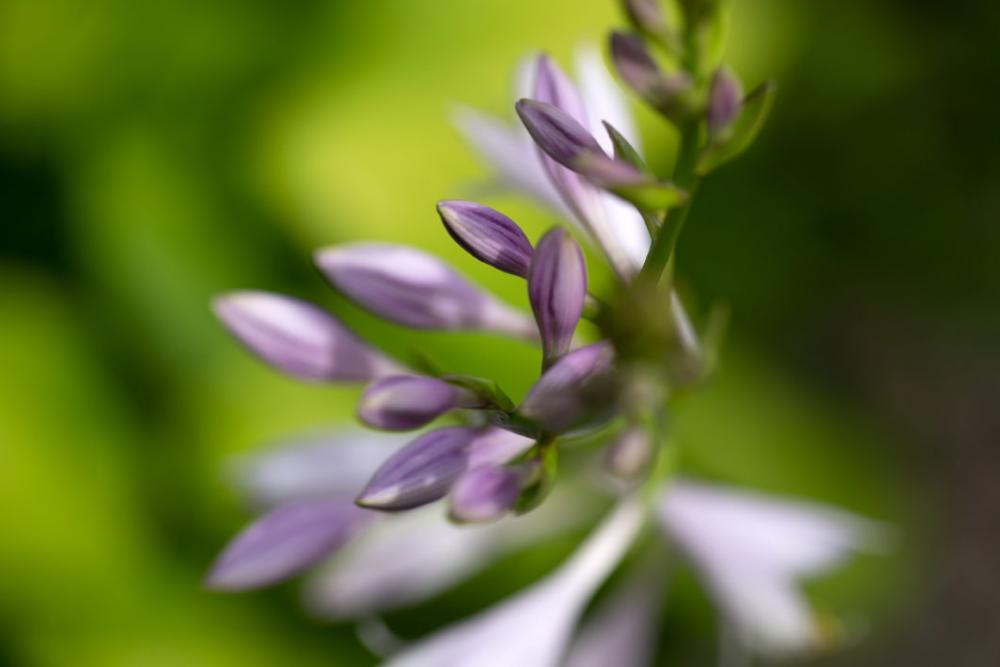 Purple Flowers Macro Free Photo Purple Flowers Macro Free Photo