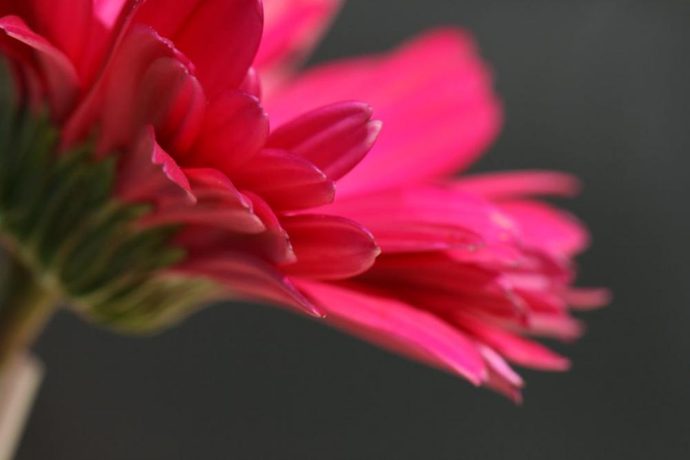 Pink Flower Macro Free Photo Pink Flower Macro Free Photo