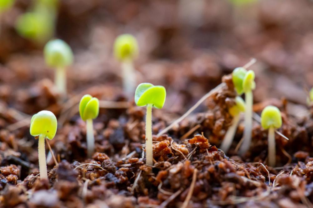 seedlings growing soil plant nature seedlings growing soil plant nature