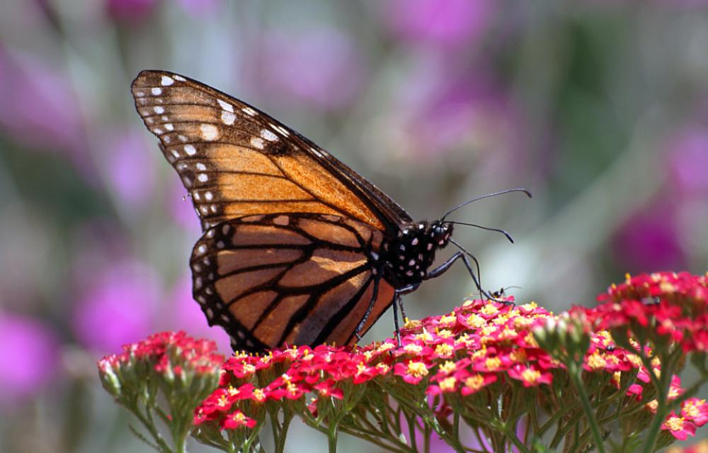 butterfly insect garden summer detail butterfly insect garden summer detail