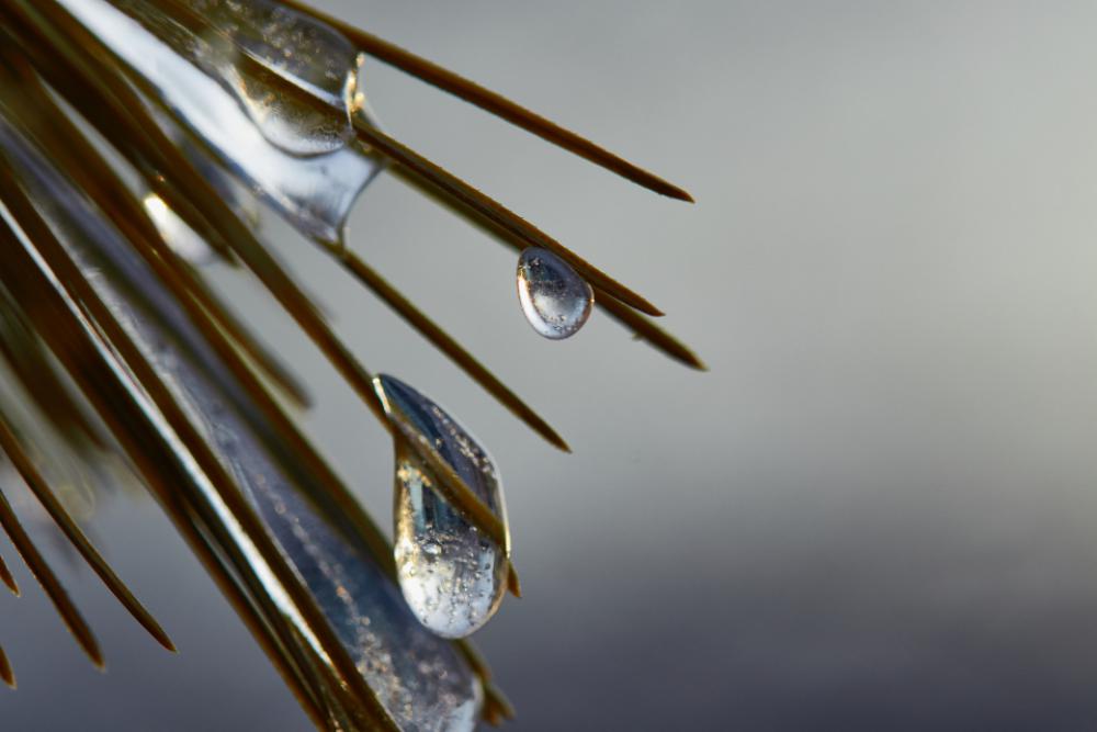 dew drops nature branch wet dew drops nature branch wet
