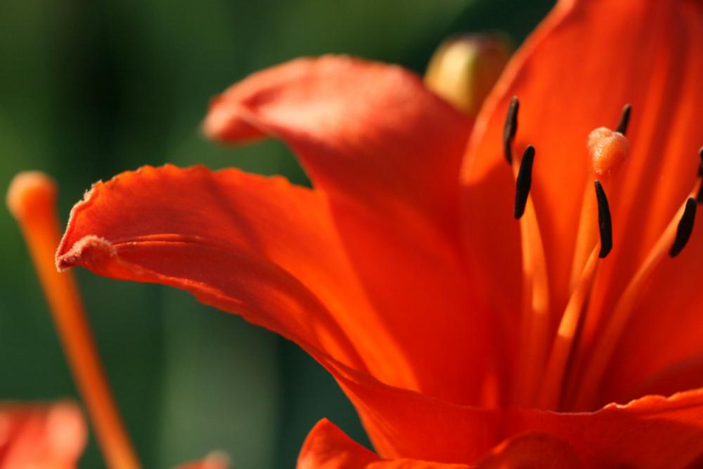 lily flower close up bloom petal lily flower close up bloom petal