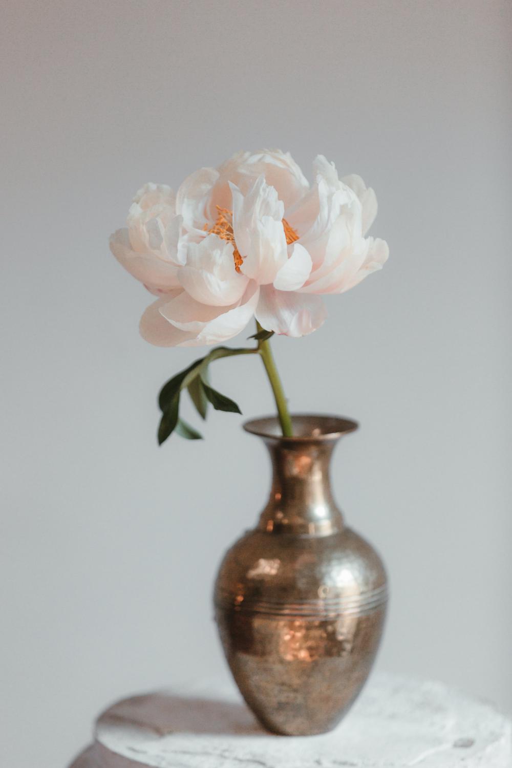 Peony Blossom In A Vase Photo Peony Blossom In A Vase Photo