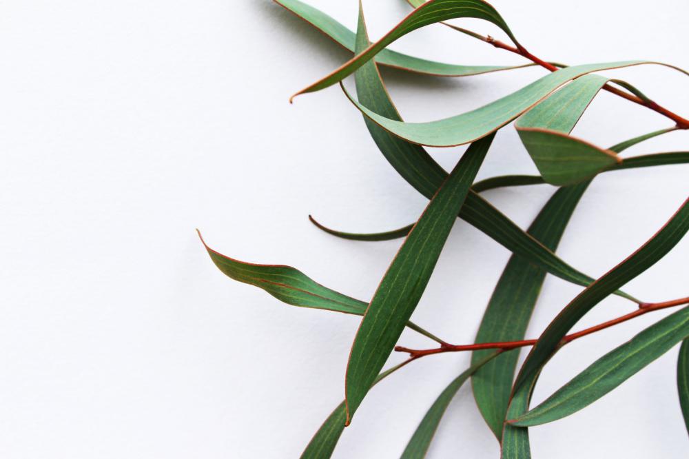 Plant Branch On A White Background Photo Plant Branch On A White Background Photo