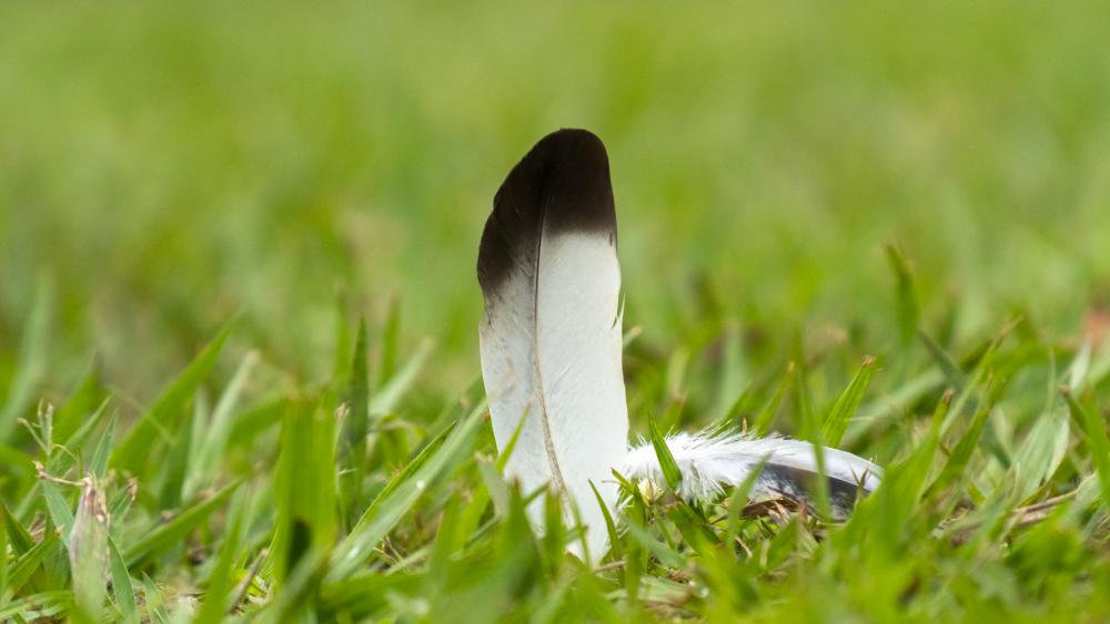 feather, grass, nature, environment, greenery, garden feather, grass, nature, environment, greenery, garden