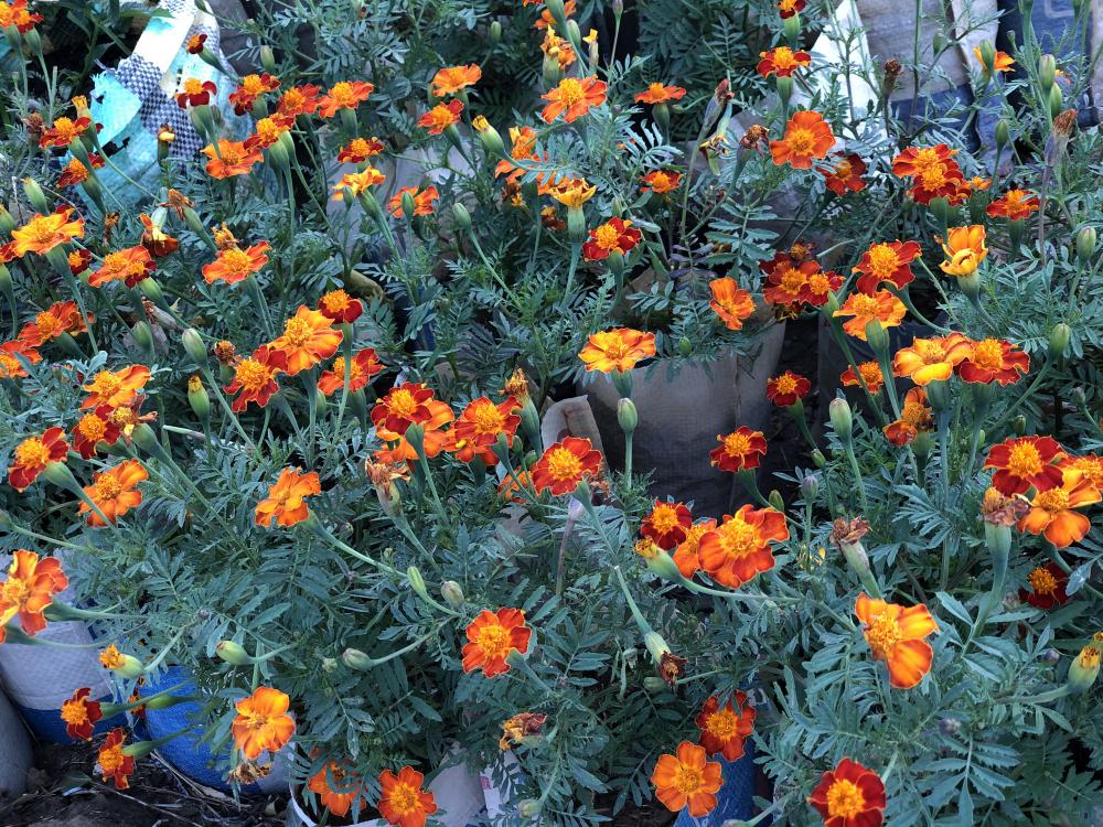flower, garden, flora, leaf, nature, color, blooming flowers, petals, botanical flower, garden, flora, leaf, nature, color, blooming flowers, petals, botanical