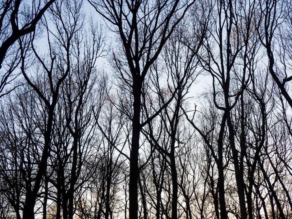 Silhouetted Trees in Sunset Silhouetted Trees in Sunset