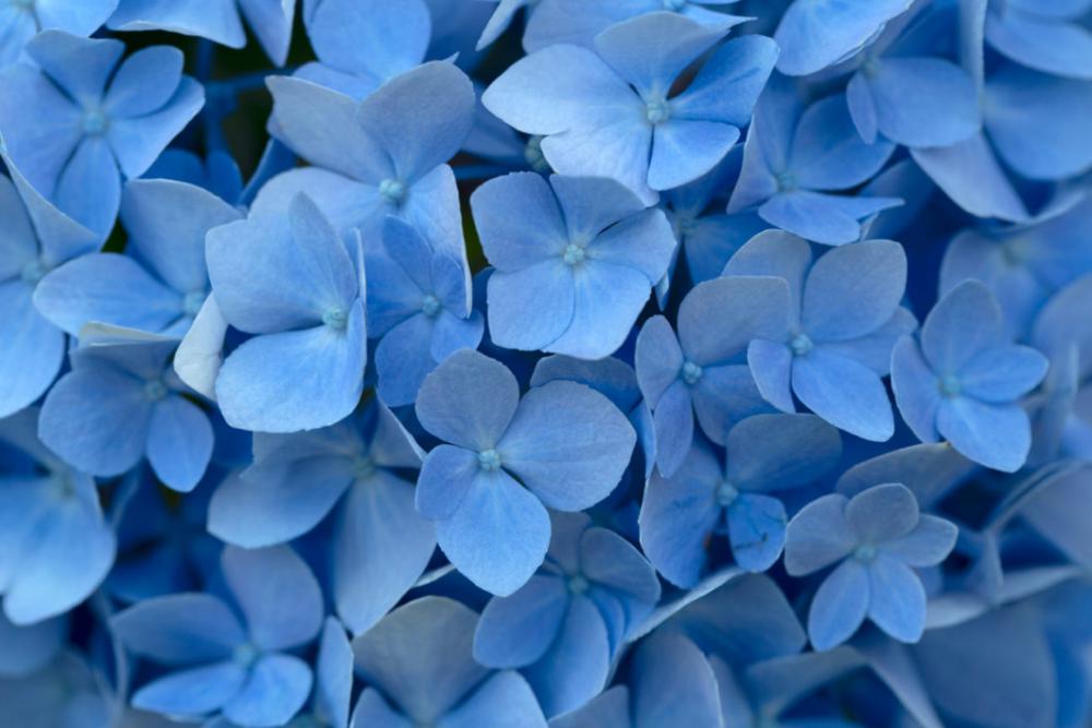 Blue Flowers Background Free Photo Blue Flowers Background Free Photo