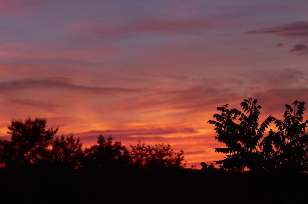 Sunset Trees Sky Free Photo Sunset Trees Sky Free Photo