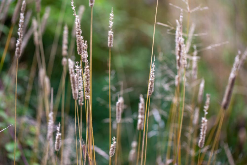 Tall Grass Field Free Photo Tall Grass Field Free Photo