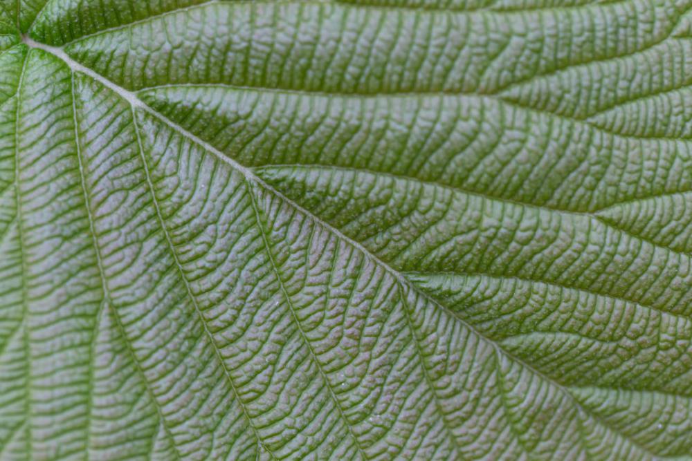 Leaves Macro Free Photo Leaves Macro Free Photo