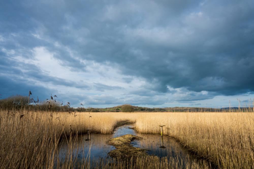 Marsh Wetland Free Photo Marsh Wetland Free Photo