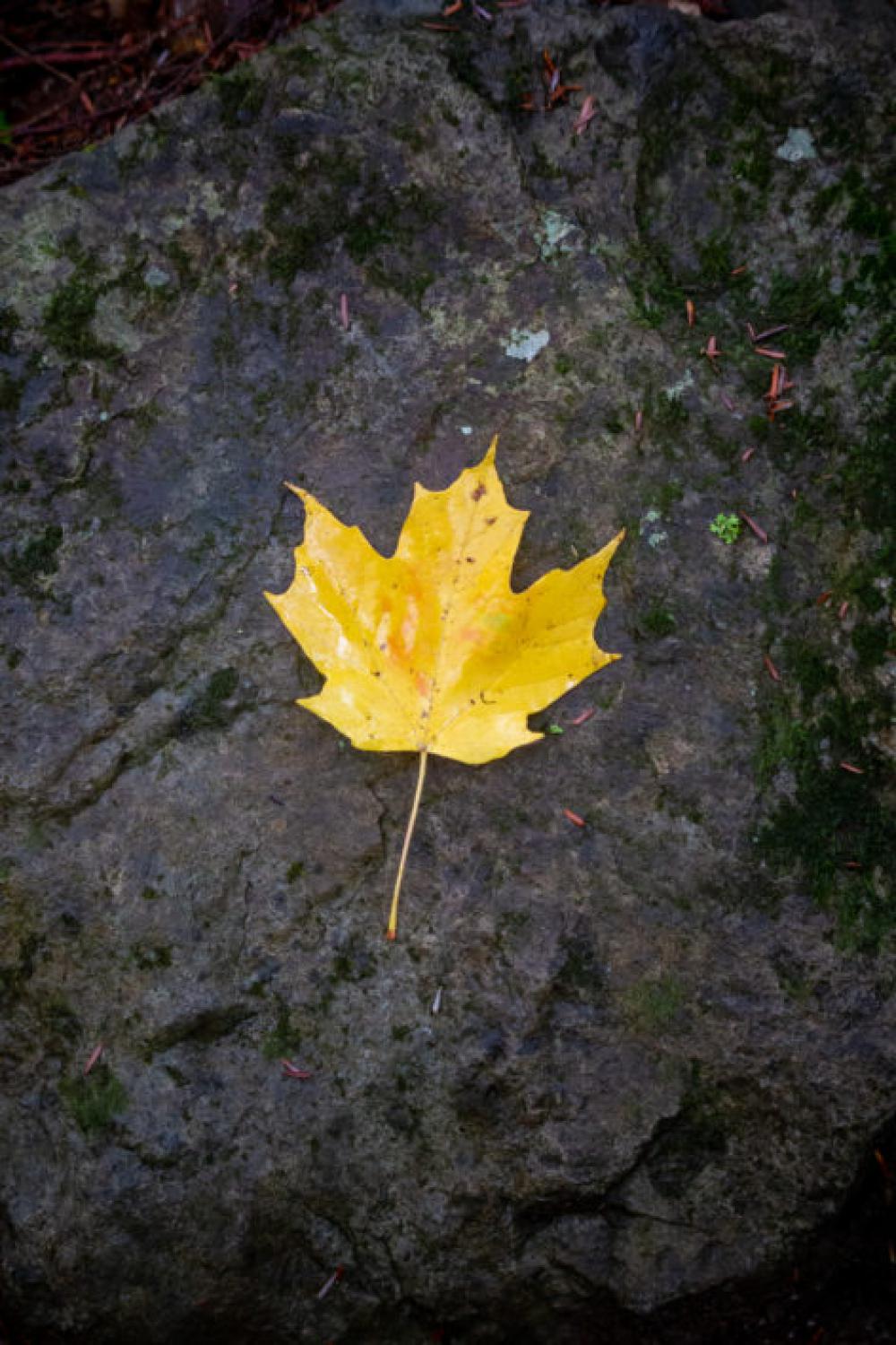 Lone Autumn Leaf Free Photo Lone Autumn Leaf Free Photo