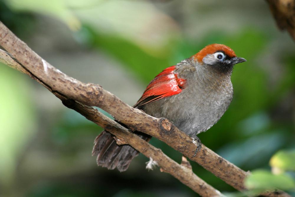 bird wildlife branch perched feathers bird wildlife branch perched feathers