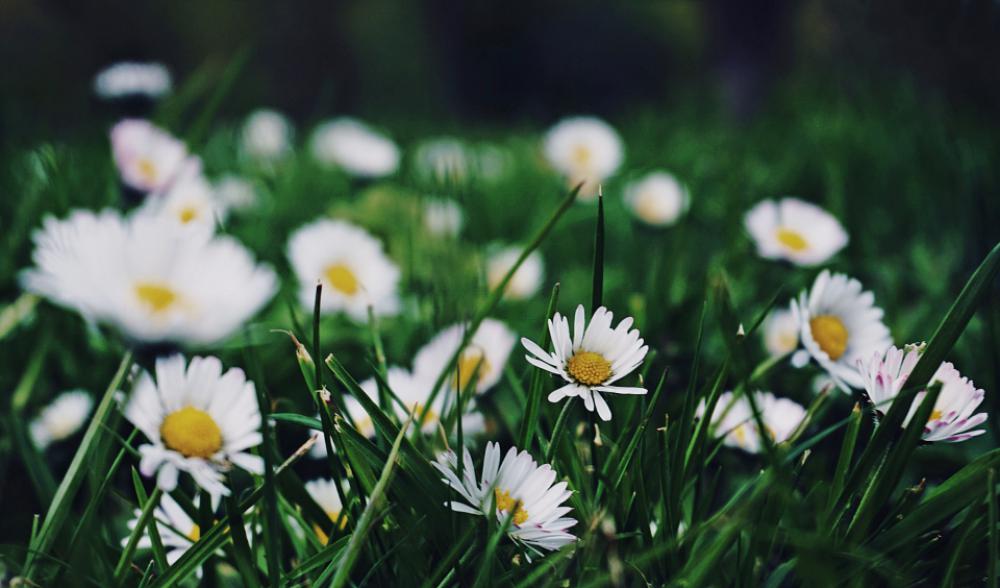daisies nature flowers flora grass daisies nature flowers flora grass