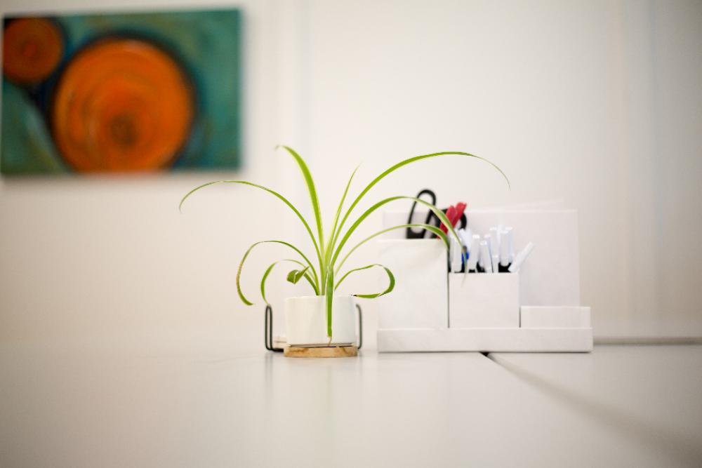 house plant interior white minimal house plant interior white minimal