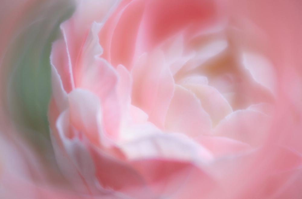 abstract flower background macro plant abstract flower background macro plant